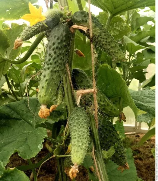 nash-paren-main-198426