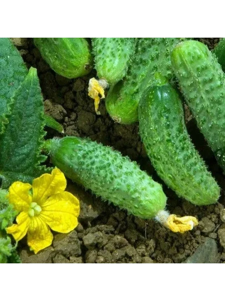 nastya-na-schaste-main-200403