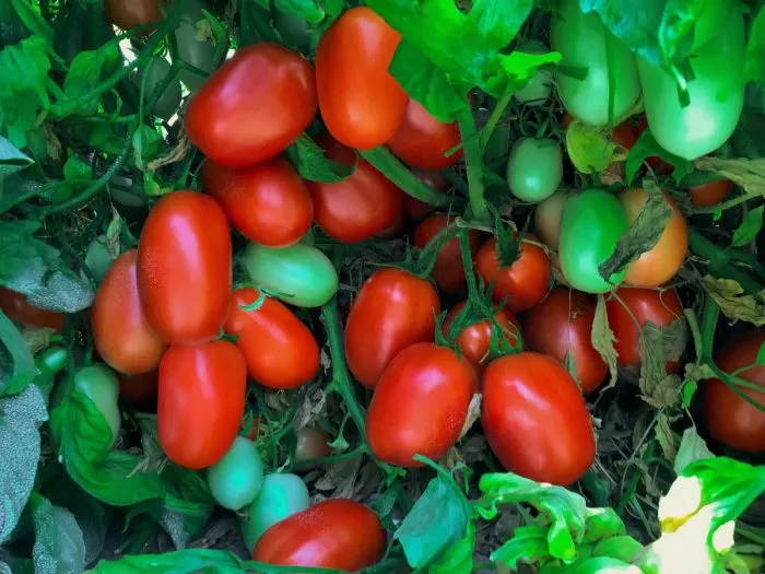 nastya-sibiryachka-main-171806