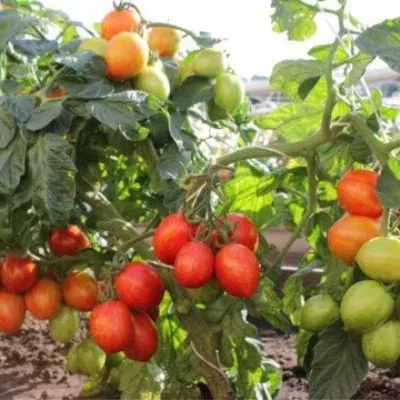 nepas-10-nepasynkuyuschiysya-polosatyy-4-171396