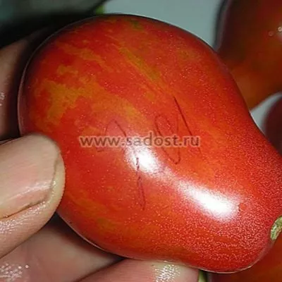 nepas-10-nepasynkuyuschiysya-polosatyy-6-171396