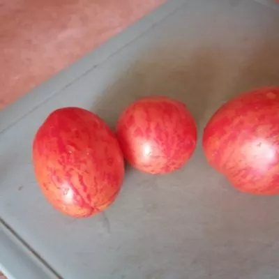 nepas-10-nepasynkuyuschiysya-polosatyy-8-171396