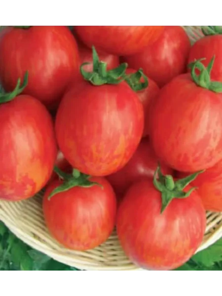 nepas-10-nepasynkuyuschiysya-polosatyy-main-171396