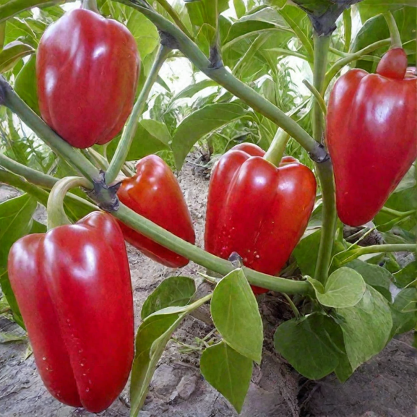 nezhnost-main-184291