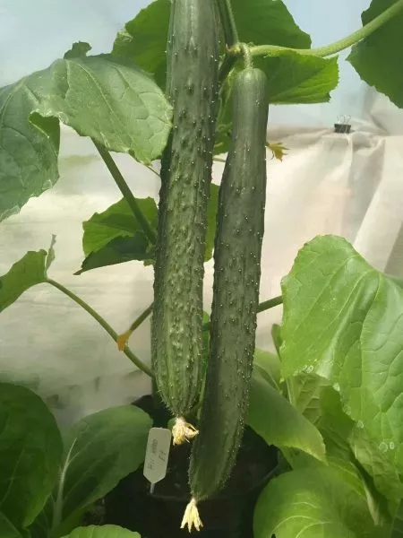 ni-hao-f1-main-201139