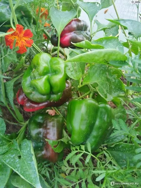 nizhegorodets-2-190928