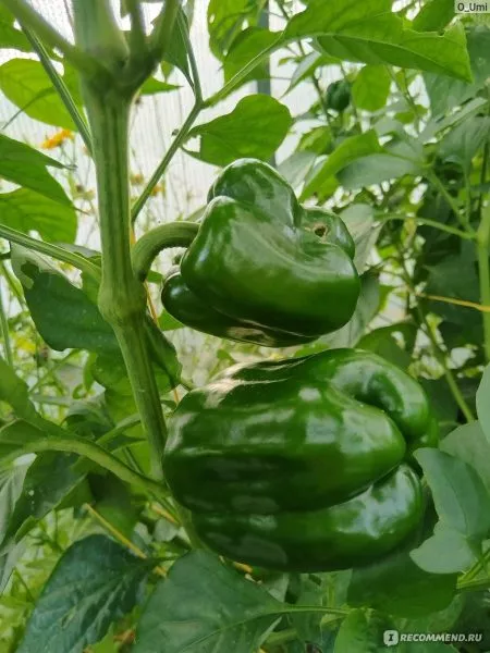 nizhegorodets-3-190928