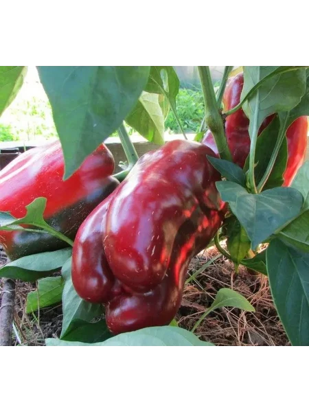 nizhegorodets-4-190928