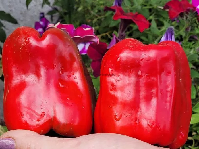 nizhegorodets-5-190928