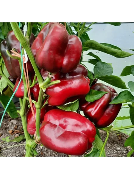 nizhegorodets-6-190928