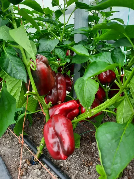 nizhegorodets-7-190928