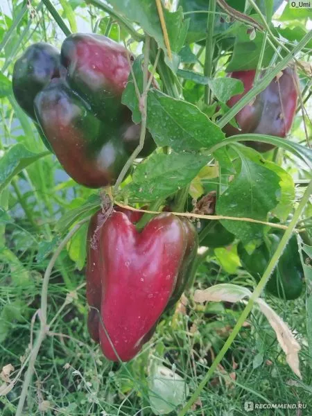 nizhegorodets-main-190928