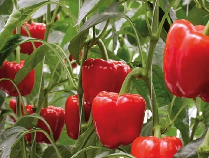 novosibirskiy-4-187299