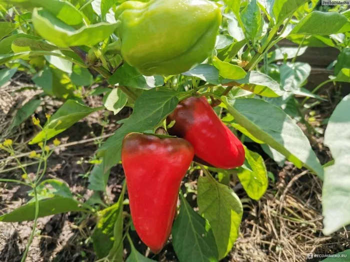 novosibirskiy-5-187299