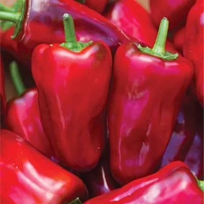 novosibirskiy-7-187299