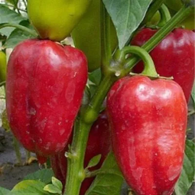 novosibirskiy-8-187299