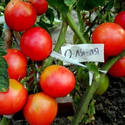 o-lya-lya-main-176835