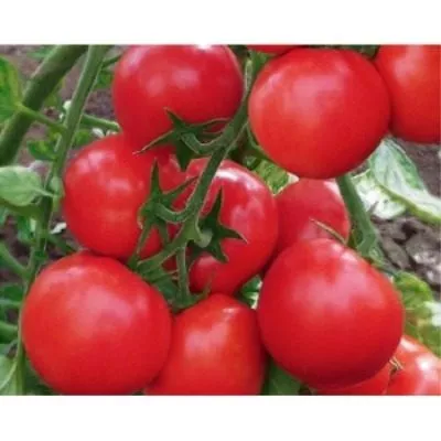 obzhorka-main-171580