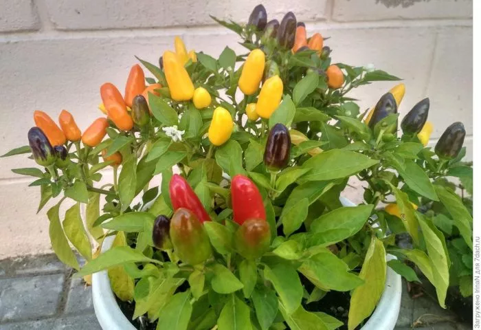 ognennyy-buket-smes-main-180523