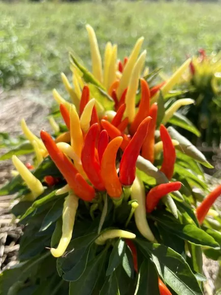 ognennyy-vulkan-main-185275