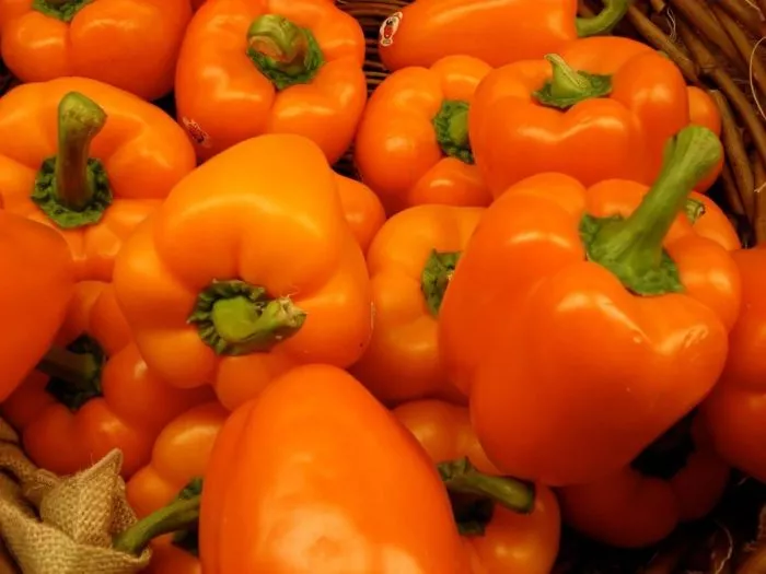 oranzh-vander-3-180435