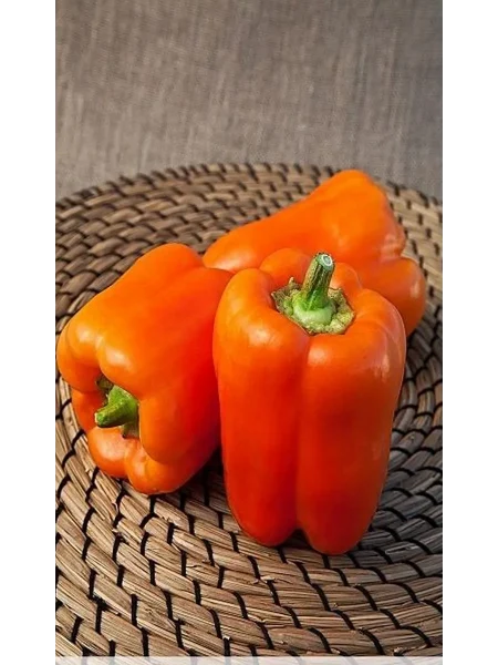 oranzh-vander-4-180435