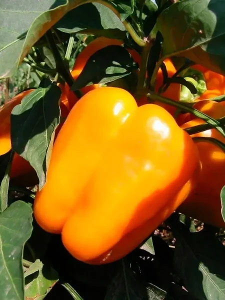 oranzh-vander-5-180435