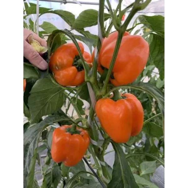 oranzh-vander-main-180435