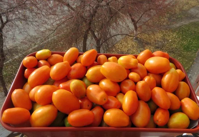 oranzhevye-slivki-4-170355