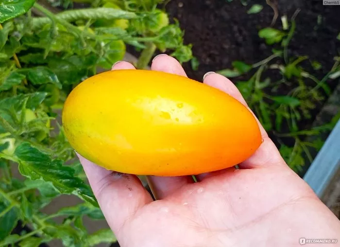 oranzhevye-slivki-5-170355