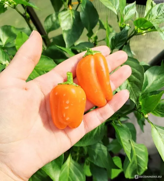 oranzhevyy-buket-3-188104