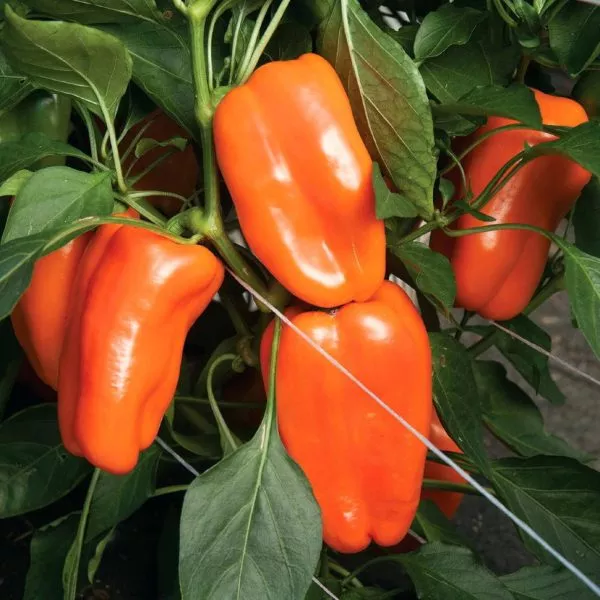 oranzhevyy-buket-7-188104