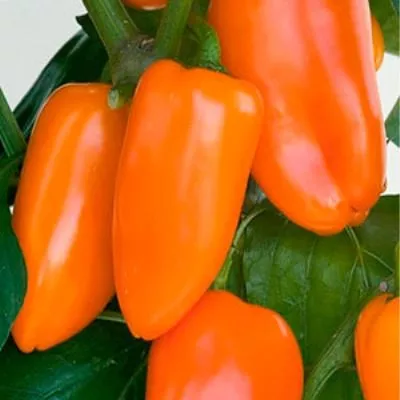 oranzhevyy-buket-9-188104