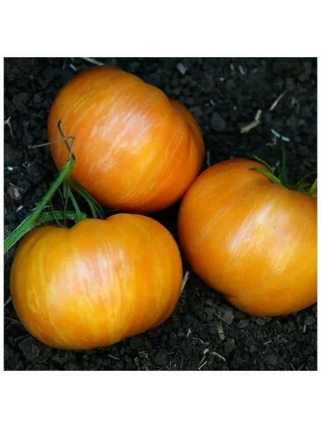 oranzhevyy-dzhaz-1-176519