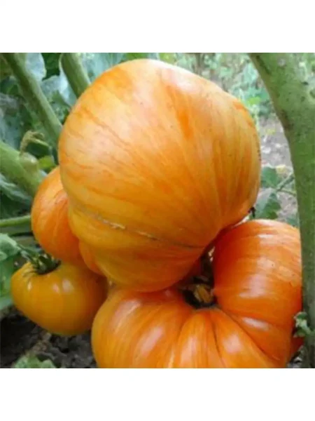 oranzhevyy-dzhaz-2-176519