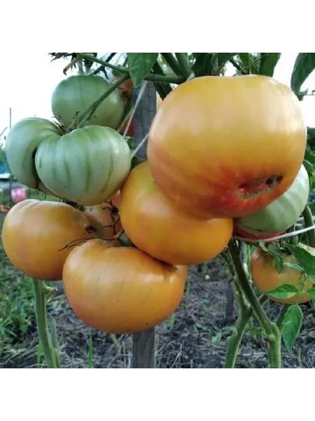 oranzhevyy-dzhaz-3-176519