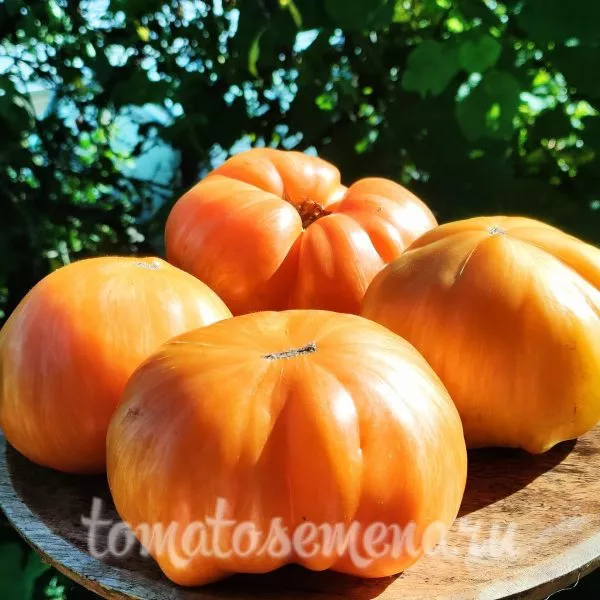 oranzhevyy-dzhaz-5-176519