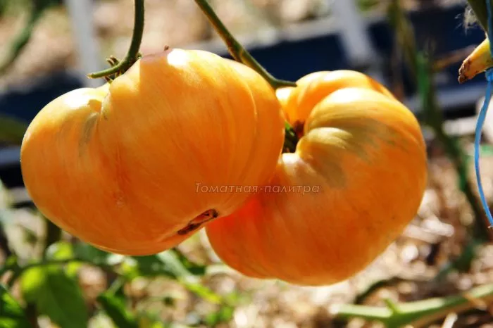 oranzhevyy-dzhaz-8-176519