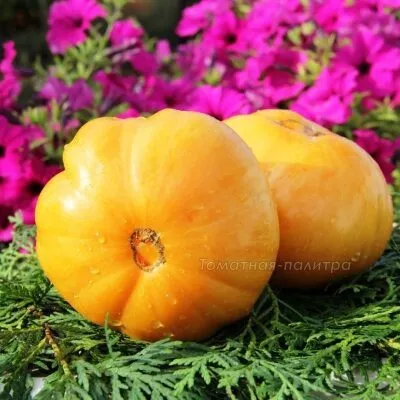 oranzhevyy-dzhaz-9-176519