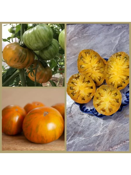 oranzhevyy-gabbana-1-175231