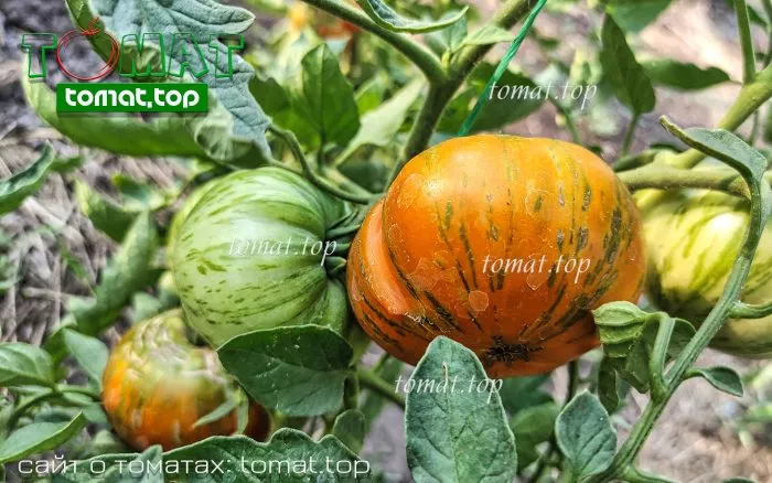 oranzhevyy-gabbana-11-175231