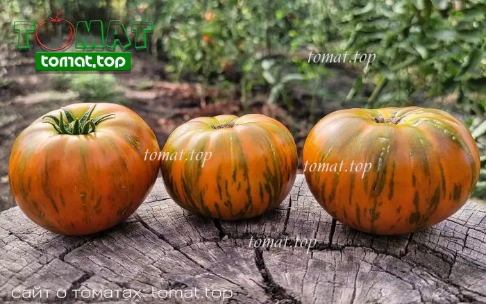 oranzhevyy-gabbana-12-175231