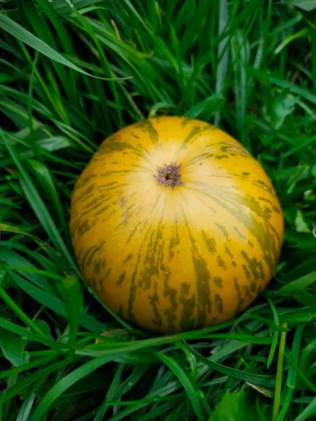 oranzhevyy-gabbana-6-175231