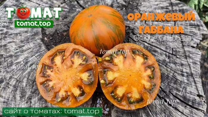 oranzhevyy-gabbana-7-175231