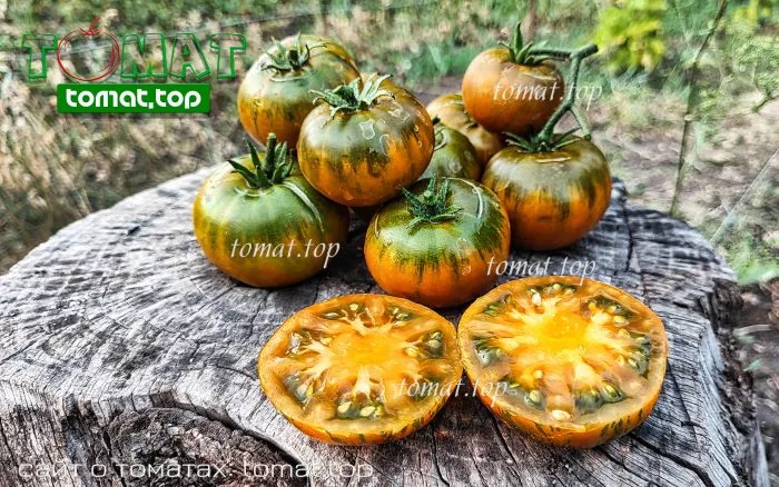 oranzhevyy-gabbana-9-175231