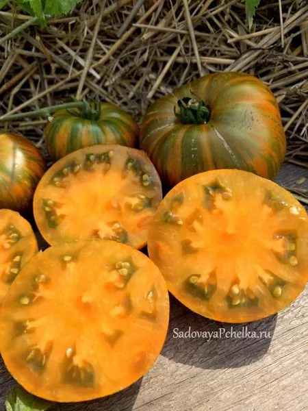 oranzhevyy-gabbana-main-175231