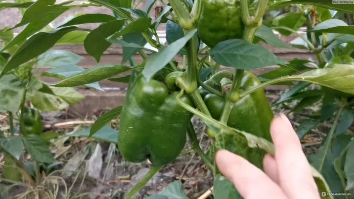 oranzhevyy-korol-10-182913