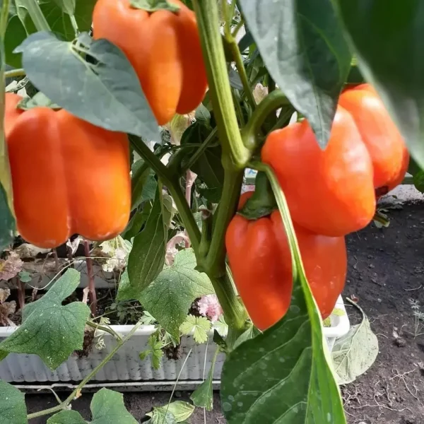 oranzhevyy-korol-2-182913