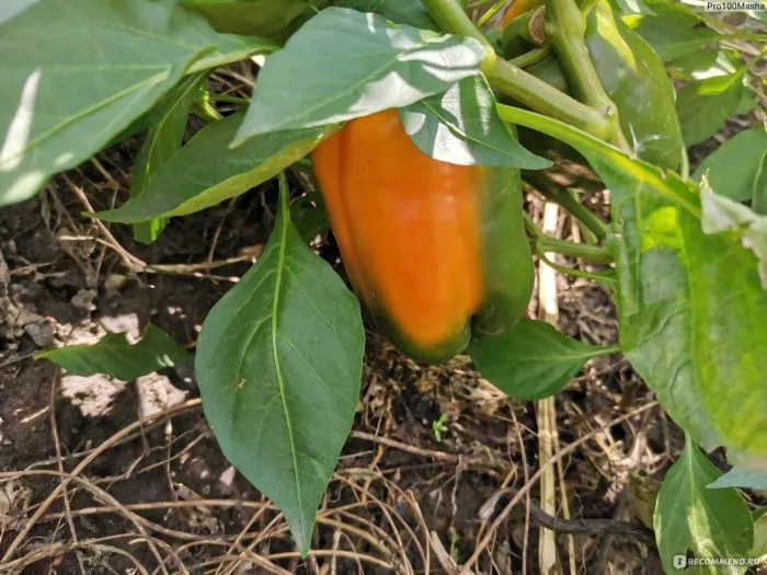 oranzhevyy-korol-4-182913