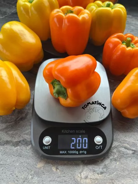 oranzhevyy-korol-9-182913